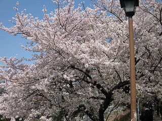 外堀通りの桜